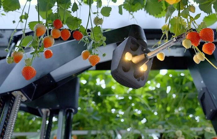 Tortuga AgTech просуває роботів для збору полуниці