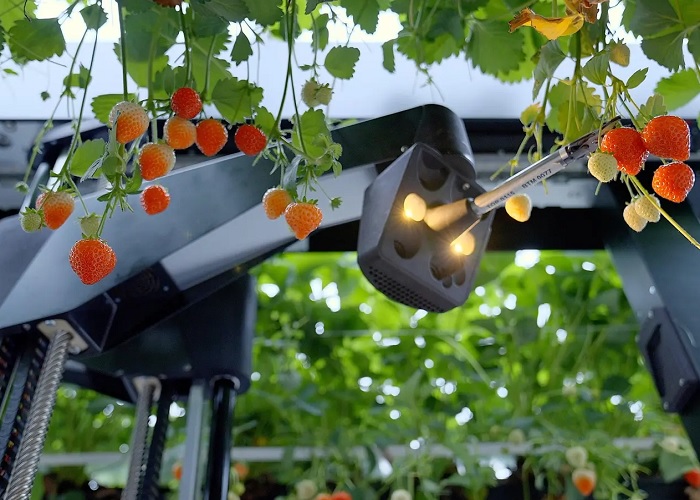 Tortuga AgTech просуває роботів для збору полуниці