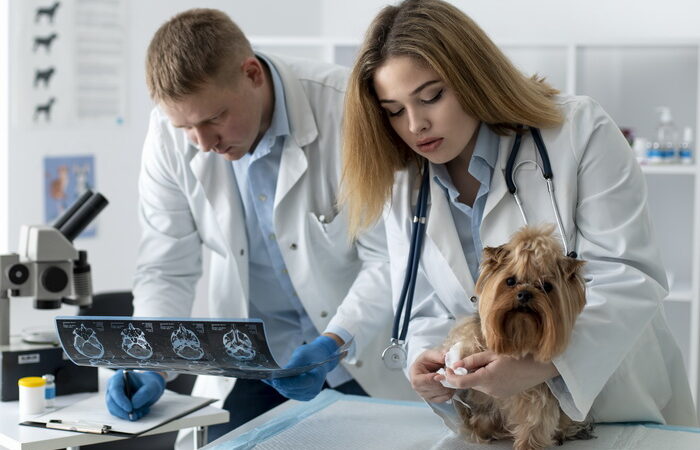 Як технології ШІ змінюють діагностику і догляд за тваринами: 5 прогнозів