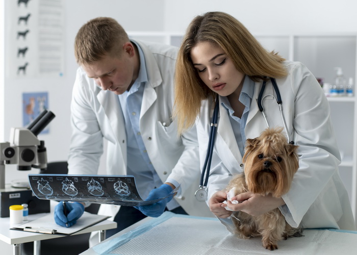 Як технології ШІ змінюють діагностику і догляд за тваринами: 5 прогнозів